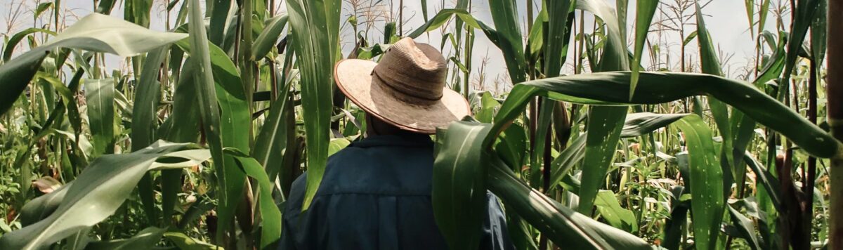 Gorton’s Beer Battered Fish Fillets - Image 6