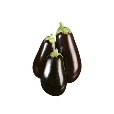 Eggplant Big Size F1 Hybrid Pack of 1kg