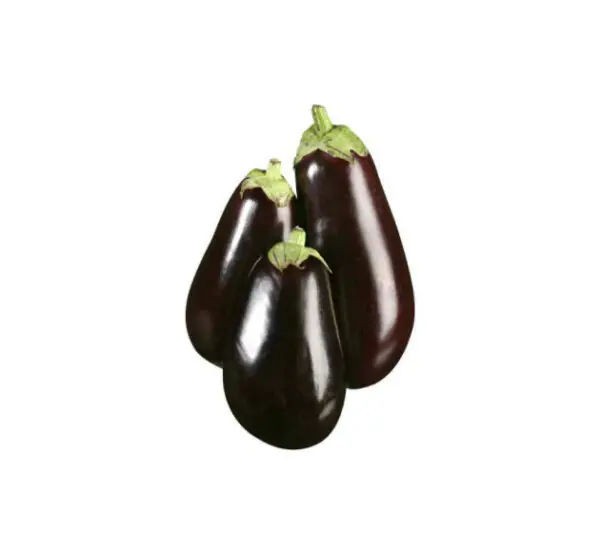 Eggplant Big Size F1 Hybrid Pack of 1kg